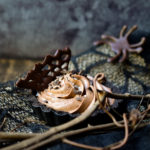 A chocolate mousse tart with a dark chocolate web garnish in and spider one in the background.