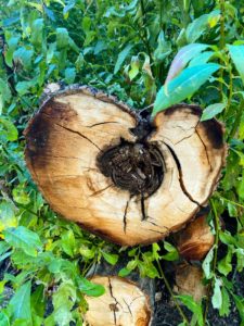 Nature's beauty - a natural heart shaped tree