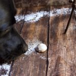 Our dog Rainey about to eat her Pfeffernüsse Cookie