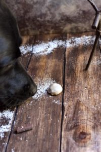 Our dog Rainey about to eat her Pfeffernüsse Cookie